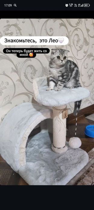 Кот Лео мальчик возраст почти годик