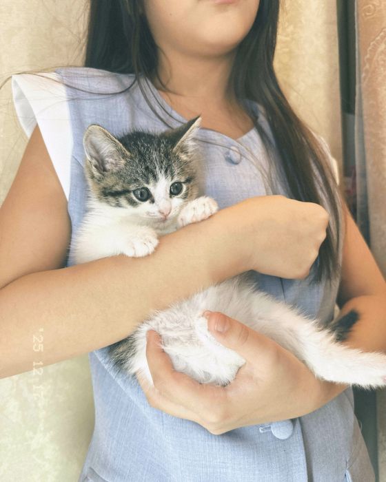 продается котенок очень игривая