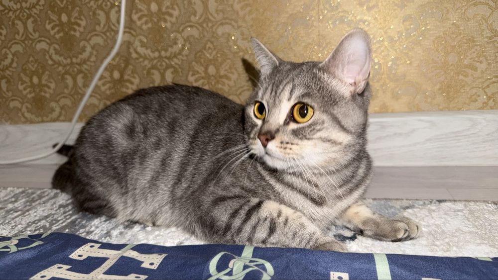 Шотландский прямоухий кот