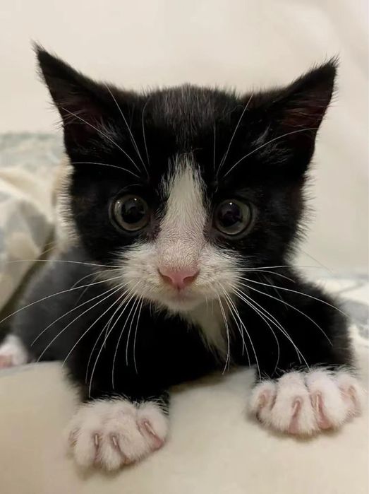 Продаются котята — 300 000сум!