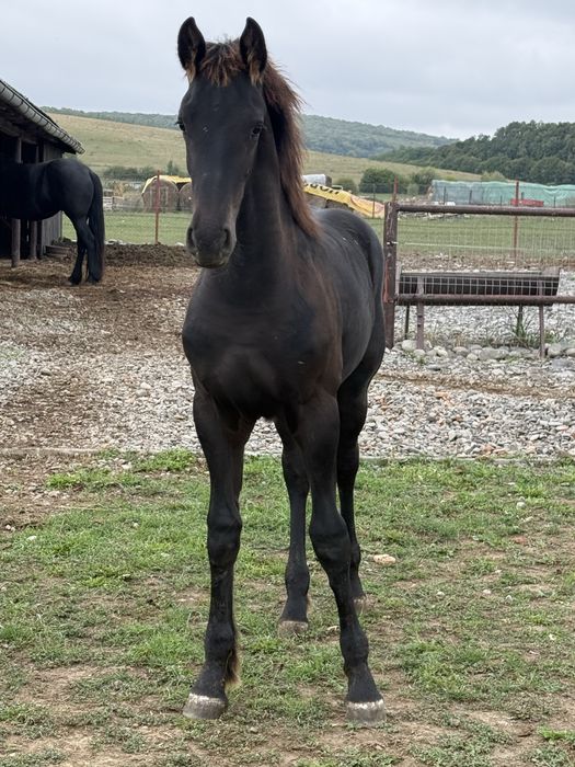 Manz frizian friesian  friz