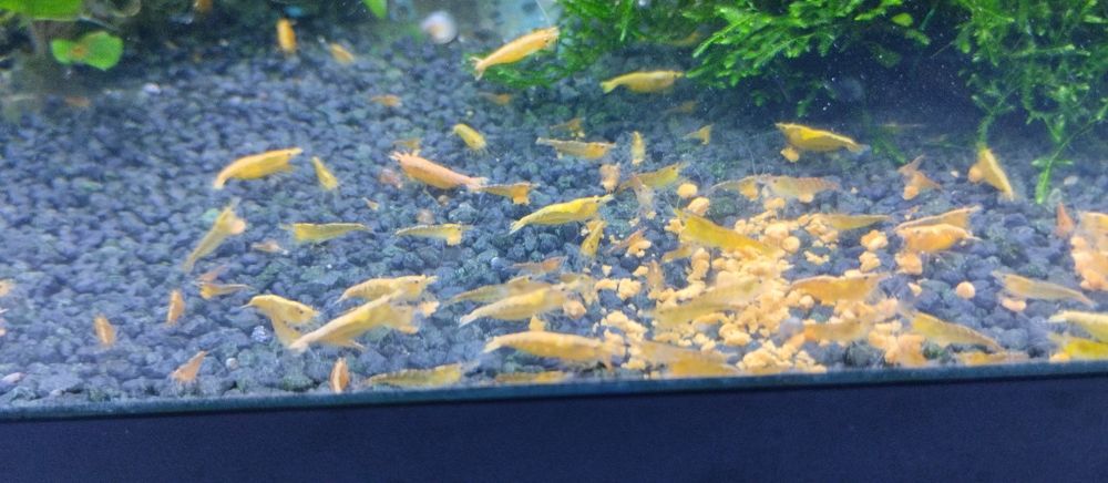 Creveți galbeni / Creveți yellow acvariu