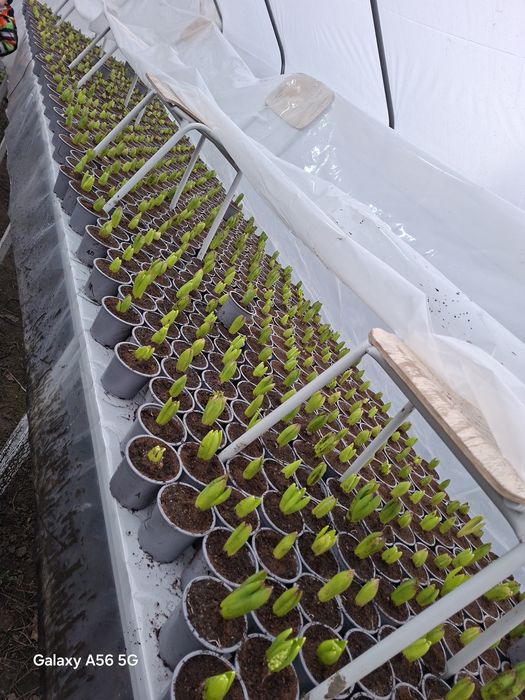 Vând zambile disponibile acum sau 1-8 martie