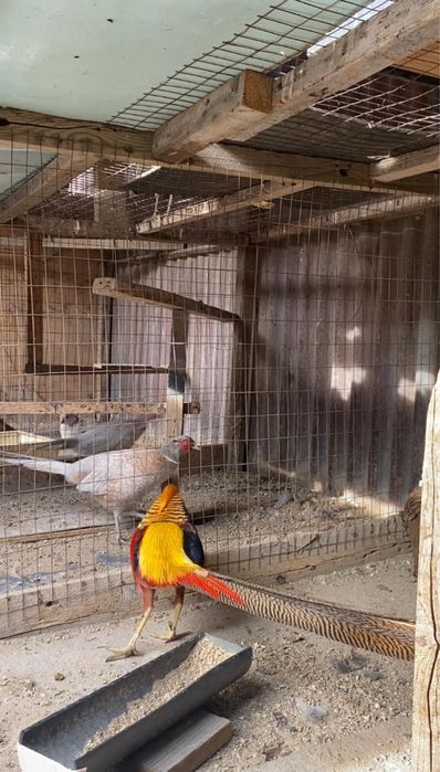 Продам алмазный, золотой, лимонный, королевский, пепельный, промысловы