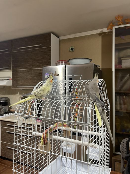 2 попугая обученные