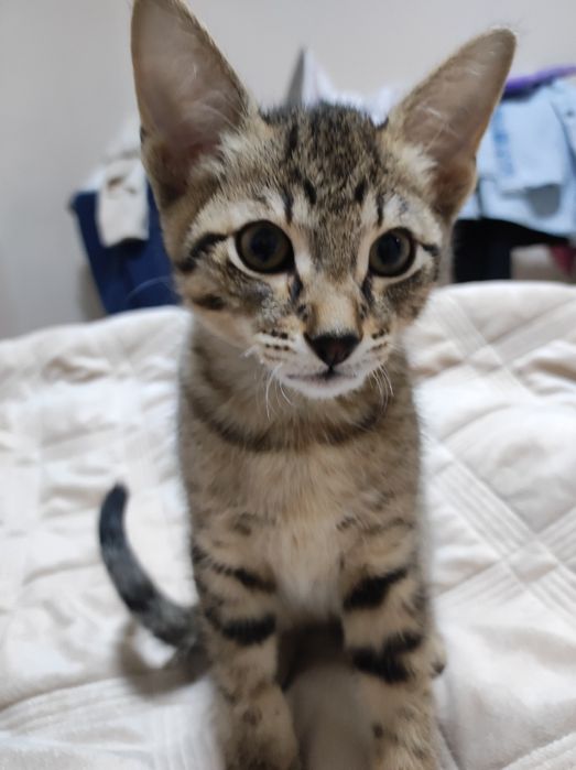 отдам в добрые руки котенка