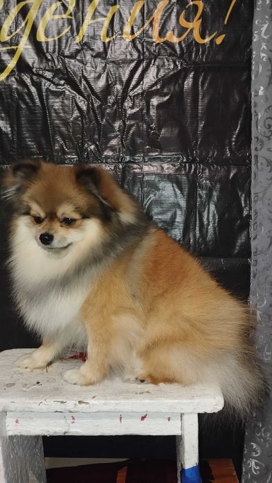 Шпиц померанский