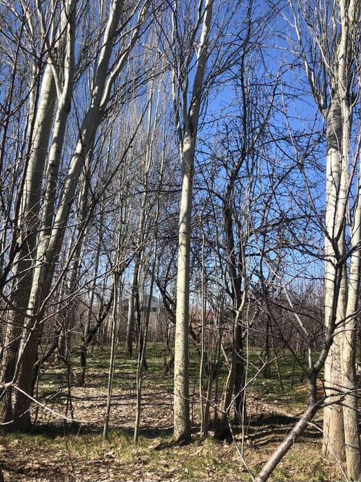 Terak sotiladi ustida gaplashamiz