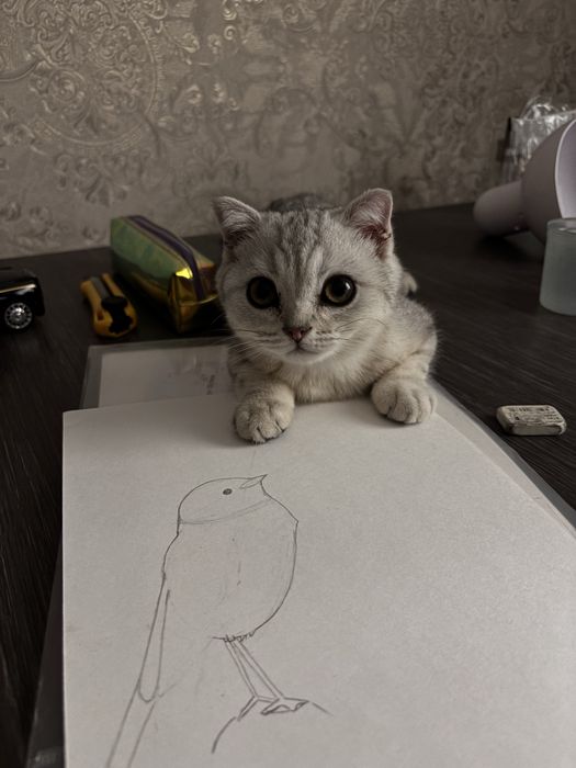 Котёнок Шотландец