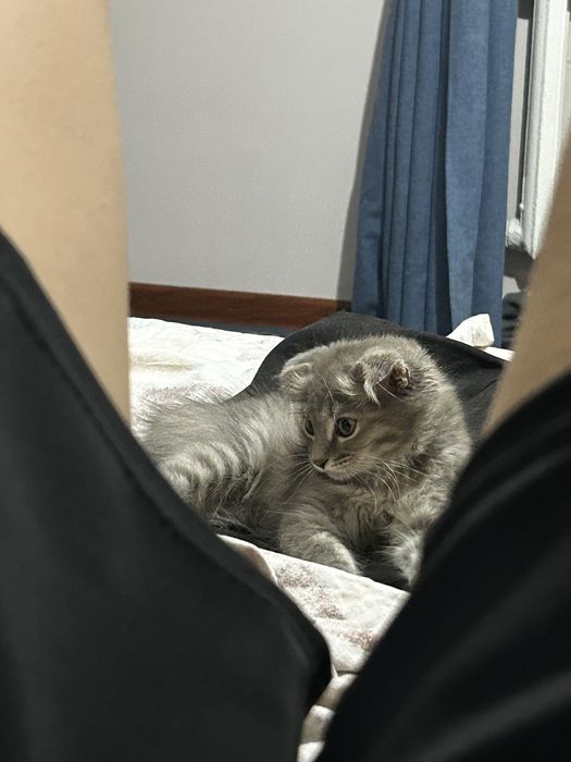 Котенок девочка вислоухая в добрые руки