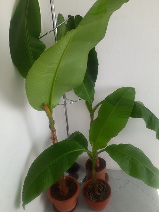Bananieri Musa pui
