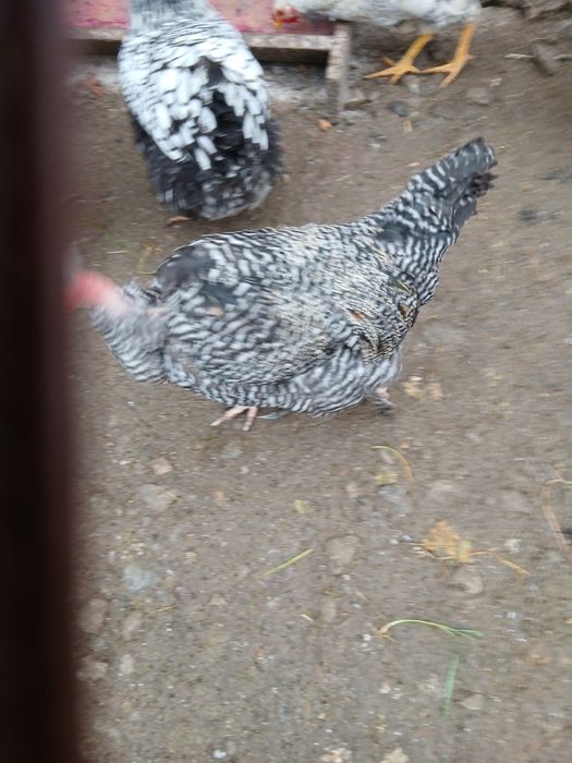 Cocos GSG tânăr de vanzare