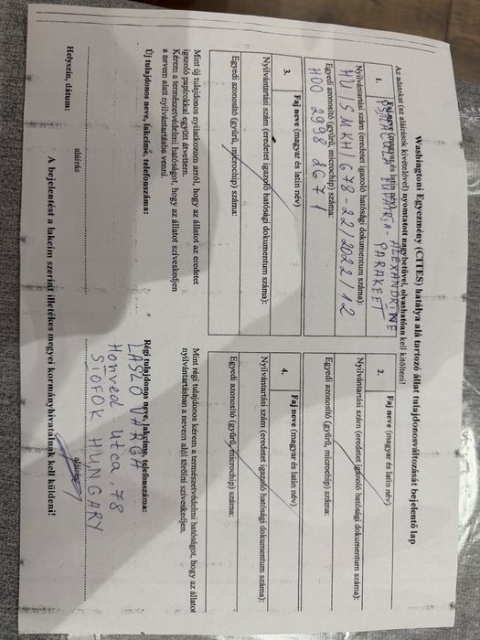 Ръчно хранен папагал Голям Александър