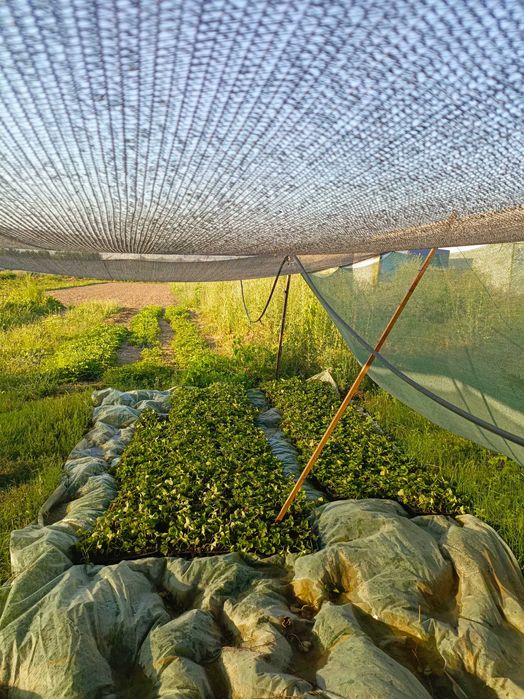 Рассада малины :полька,атлант хелетеич