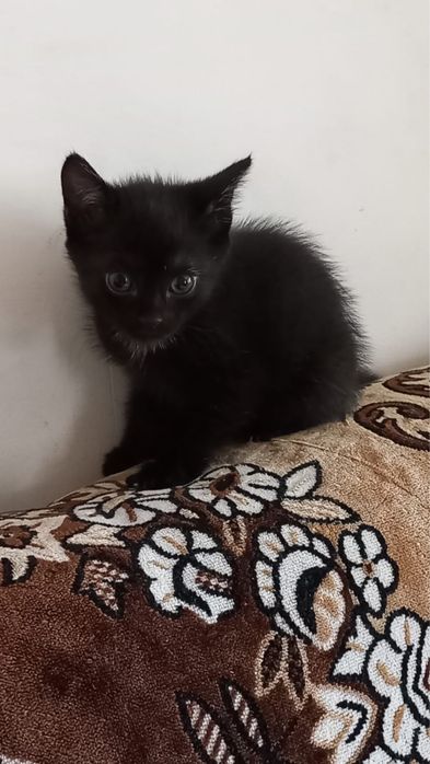 Кошечка в добрые руки