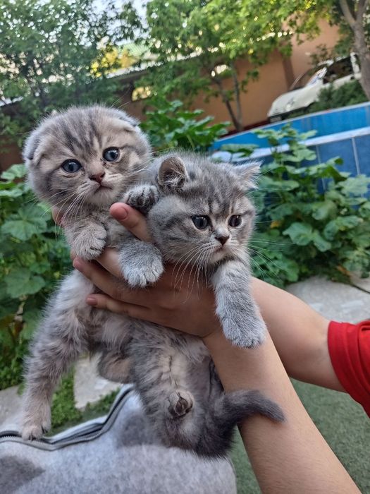 фолд и страйт скотиш котята