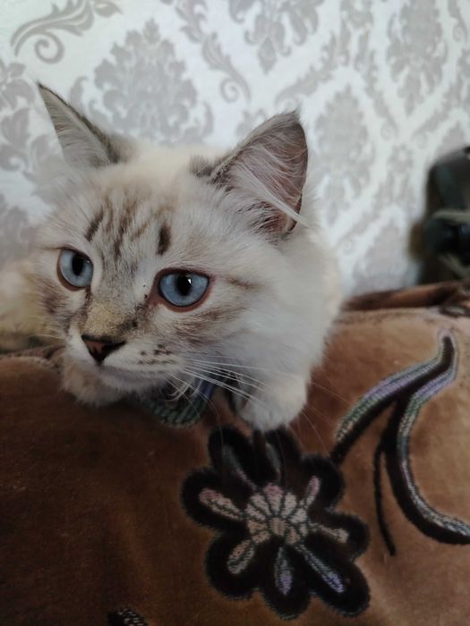 Кошка в добрые руки