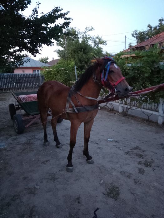 Vând iapă de un an și 2 luni
