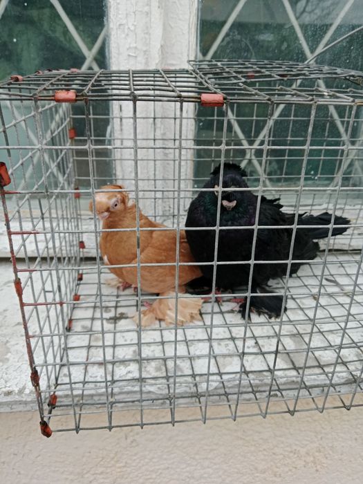 Продам малоносых голубей