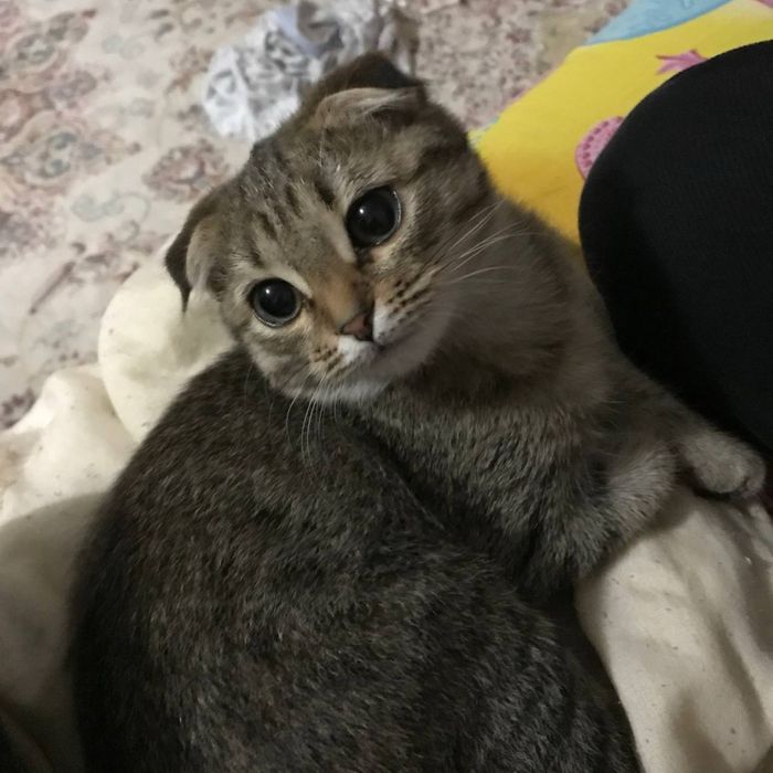 Отдам кошку даром в добрые руки!