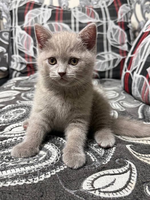 Срочно Продается котенок девочка скоттиш страйт