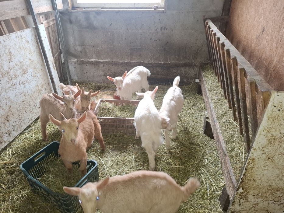 Iedute sannen cu alpina!