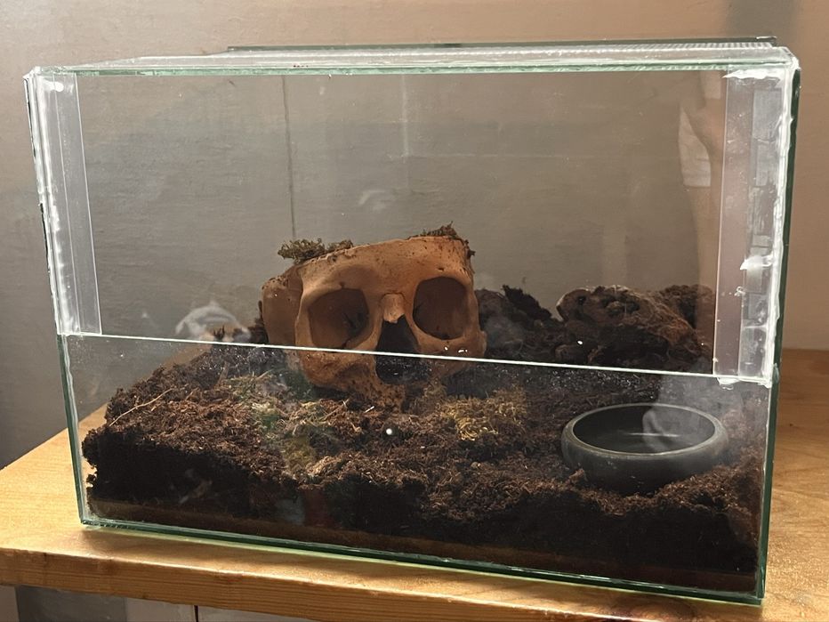 Vand tarantula Tliltocatl Albopilosum + terariu