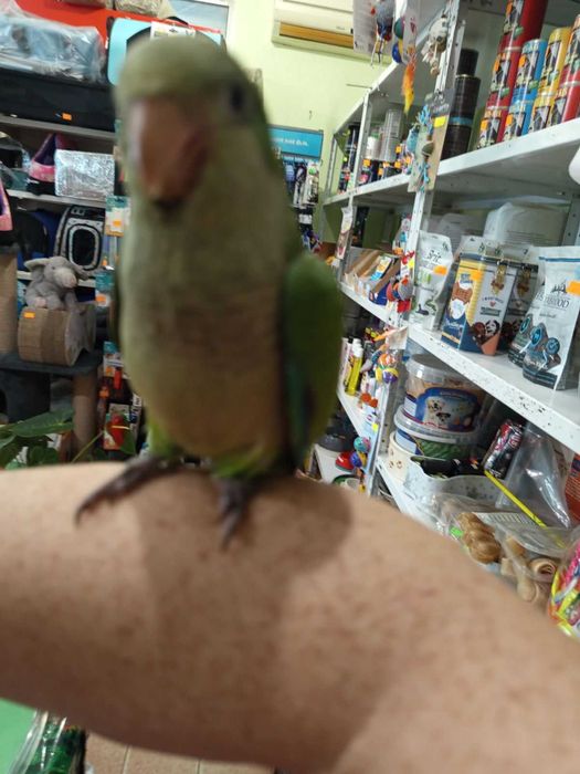 Монах-ръчно хранен