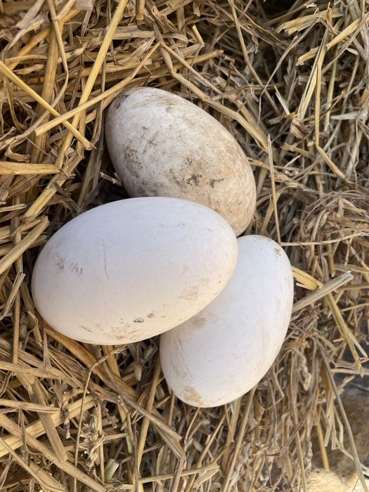 Vand oua de gâscă incubat sau consum