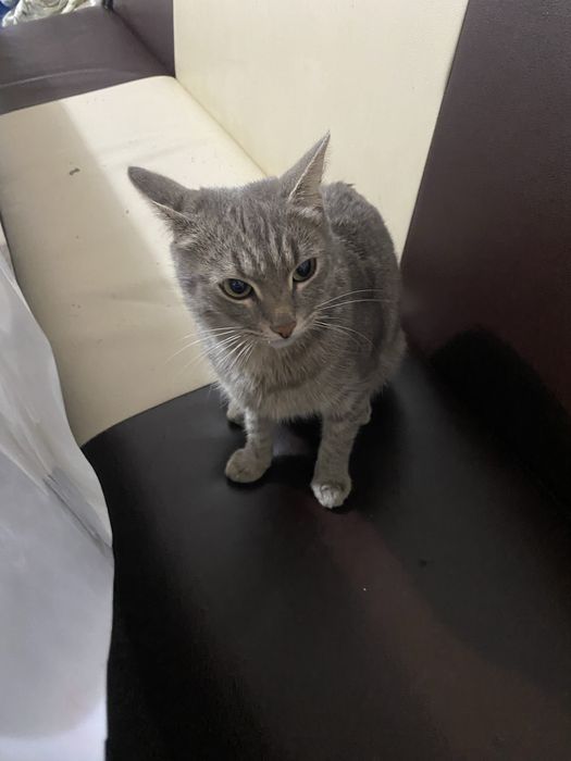 Отдам в добрые руки.