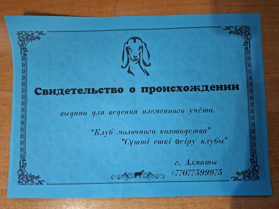 В продаже  АНГЛО-НУБИЙСКИЙ козел