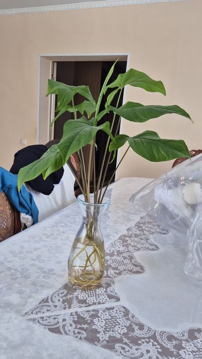 Цветок, нужно посадить только.