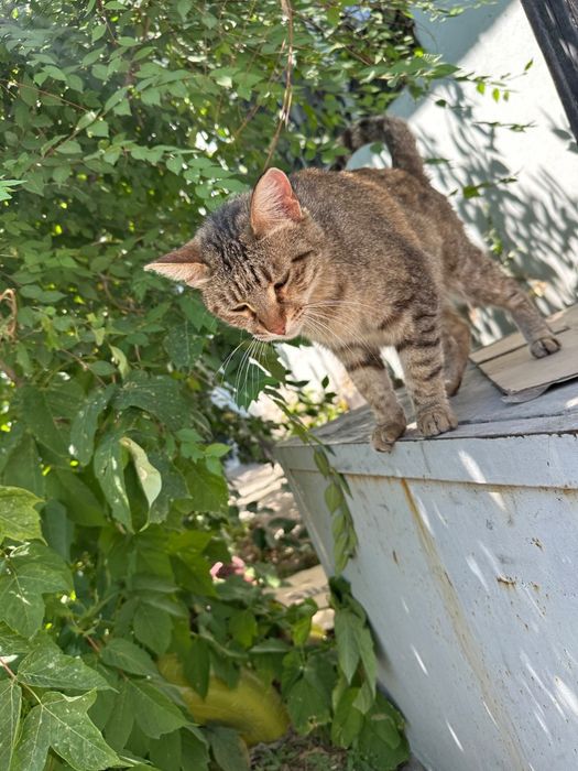 В добрые руки кошечка