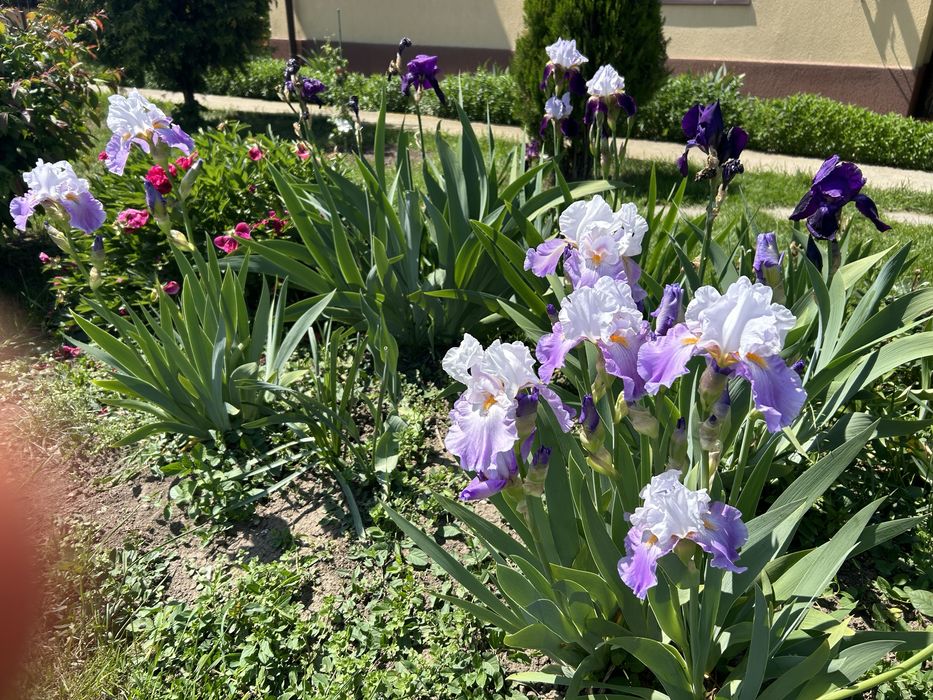 Iriși germanica  (stanjenei)