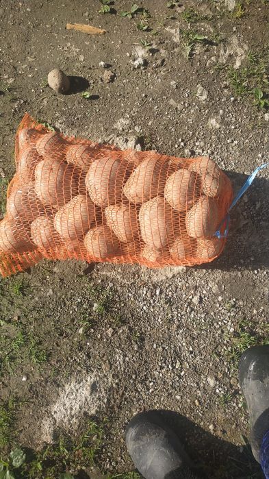Cartof alb  ambalaj 10 kg