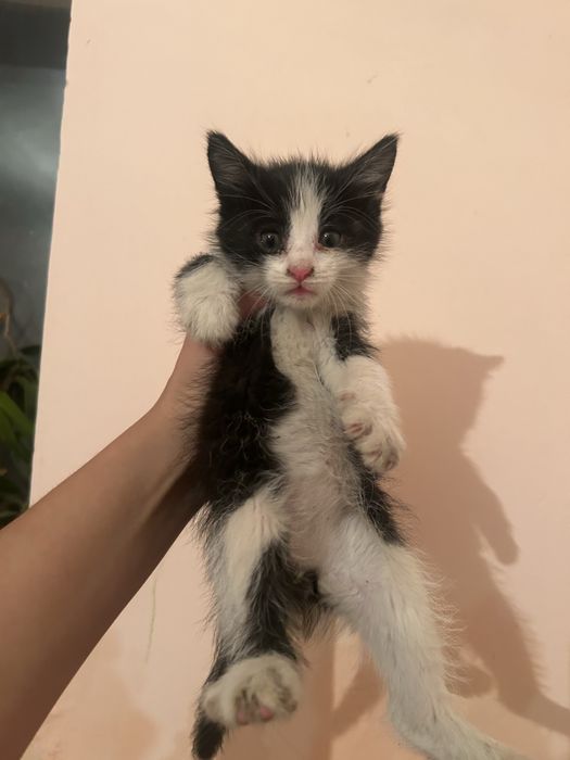 Отдается котенок в добрые руки