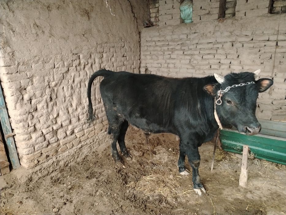 O'kiz sotiladi boqilado'n