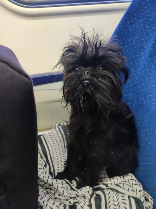 Щенки аффенпинчера