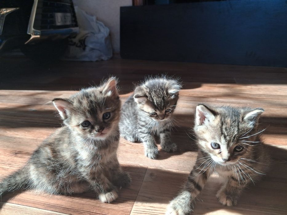 отдаём котят в добрые руки