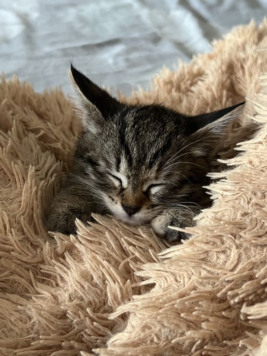 Котенок 3 месяца