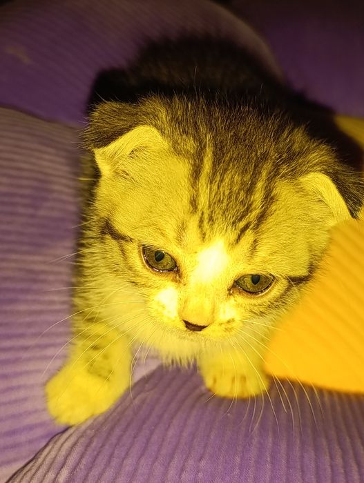 Веслоухие котята