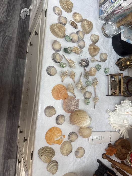 Продам набор ракушек за 2500