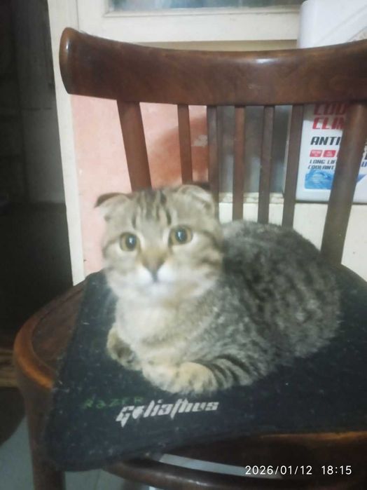 Взрослые котята в добрые руки. Смотрите фото