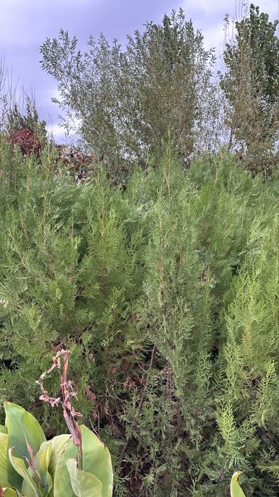 Елка туя кубанская