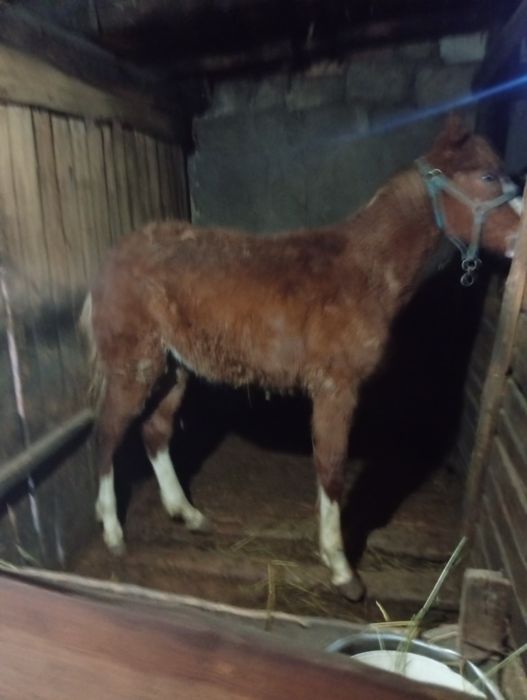 Продам жеребенка девочку