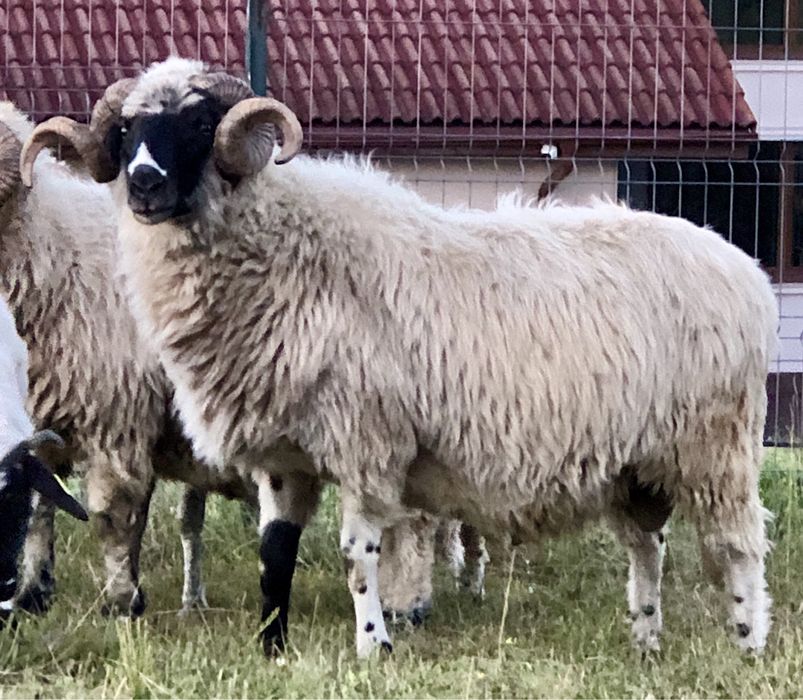 Berbec breaz de vânzare