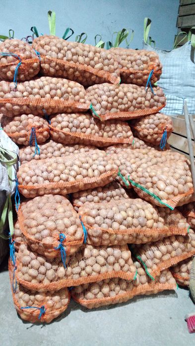 Samanta castofi samanta