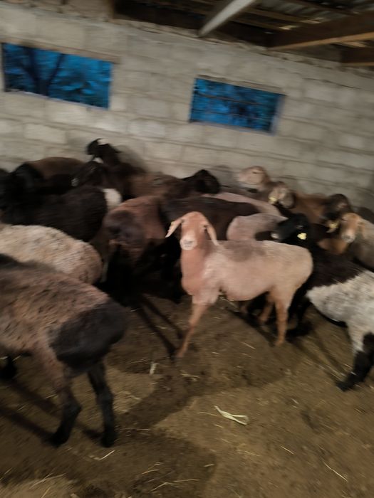 Семіз қойлар сатылады