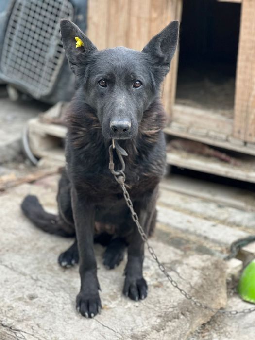 Немецкая овчарка