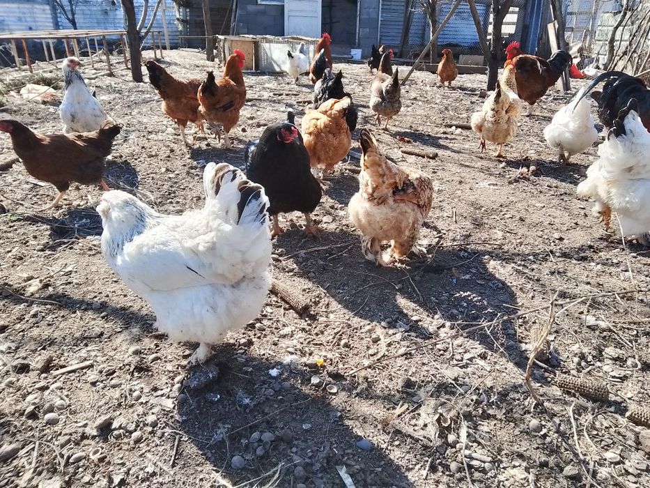 Инкубационные яйца